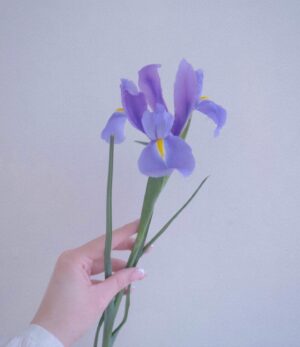 Melise Instagram - February’s flower