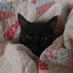 Melise Instagram - Oh to be a sleepy house cat wrapped up in a quilt ☁️