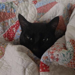 Melise Instagram - Oh to be a sleepy house cat wrapped up in a quilt ☁️