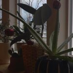 Melise Instagram - Extra ornaments? Adorn your plant babies 🪴