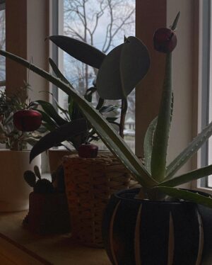 Melise Instagram - Extra ornaments? Adorn your plant babies 🪴
