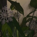 Melise Instagram - Extra ornaments? Adorn your plant babies 🪴