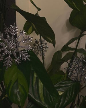 Melise Instagram - Extra ornaments? Adorn your plant babies 🪴