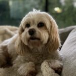 Melissa Claire Egan Instagram - So very sad to share we had to say goodbye to our sweet Sophia yesterday😭💔 And although we were so lucky to have 16 1/2 years with this special angel, it just never seems like enough time. We are heartbroken but also grateful. Sophia made me a Mom. She changed me forever. So many of you knew and loved her. She was the best girl, so much personality, hated the mailman and loved “getting the mail.” She barked at any animal on the tv. And although she slowed down a lot the last year or two, she always had the most human eyes. She was our best girl and I can’t imagine her not being here anymore😭 I know it’s part of life as a dog parent, but it hurts so bad. We will love you forever our sweet Sophie girl. And will see you again one day. Now go get that mailman🕊️❤️🐾