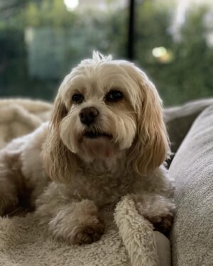 Melissa Claire Egan Instagram - So very sad to share we had to say goodbye to our sweet Sophia yesterday😭💔 And although we were so lucky to have 16 1/2 years with this special angel, it just never seems like enough time. We are heartbroken but also grateful. Sophia made me a Mom. She changed me forever. So many of you knew and loved her. She was the best girl, so much personality, hated the mailman and loved “getting the mail.” She barked at any animal on the tv. And although she slowed down a lot the last year or two, she always had the most human eyes. She was our best girl and I can’t imagine her not being here anymore😭 I know it’s part of life as a dog parent, but it hurts so bad. We will love you forever our sweet Sophie girl. And will see you again one day. Now go get that mailman🕊️❤️🐾