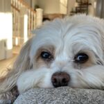 Melissa Claire Egan Instagram - So very sad to share we had to say goodbye to our sweet Sophia yesterday😭💔 And although we were so lucky to have 16 1/2 years with this special angel, it just never seems like enough time. We are heartbroken but also grateful. Sophia made me a Mom. She changed me forever. So many of you knew and loved her. She was the best girl, so much personality, hated the mailman and loved “getting the mail.” She barked at any animal on the tv. And although she slowed down a lot the last year or two, she always had the most human eyes. She was our best girl and I can’t imagine her not being here anymore😭 I know it’s part of life as a dog parent, but it hurts so bad. We will love you forever our sweet Sophie girl. And will see you again one day. Now go get that mailman🕊️❤️🐾