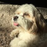 Melissa Claire Egan Instagram – So very sad to share we had to say goodbye to our sweet Sophia yesterday😭💔 And although we were so lucky to have 16 1/2 years with this special angel, it just never seems like enough time. We are heartbroken but also grateful. Sophia made me a Mom. She changed me forever. So many of you knew and loved her. She was the best girl, so much personality, hated the mailman and loved “getting the mail.” She barked at any animal on the tv. And although she slowed down a lot the last year or two, she always had the most human eyes. She was our best girl and I can’t imagine her not being here anymore😭 I know it’s part of life as a dog parent, but it hurts so bad. We will love you forever our sweet Sophie girl. And will see you again one day. Now go get that mailman🕊️❤️🐾