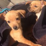 Melissa De Sousa Instagram - #MCM Love these babies! #BoomandBow MiniPinscher/JackRussell 💓