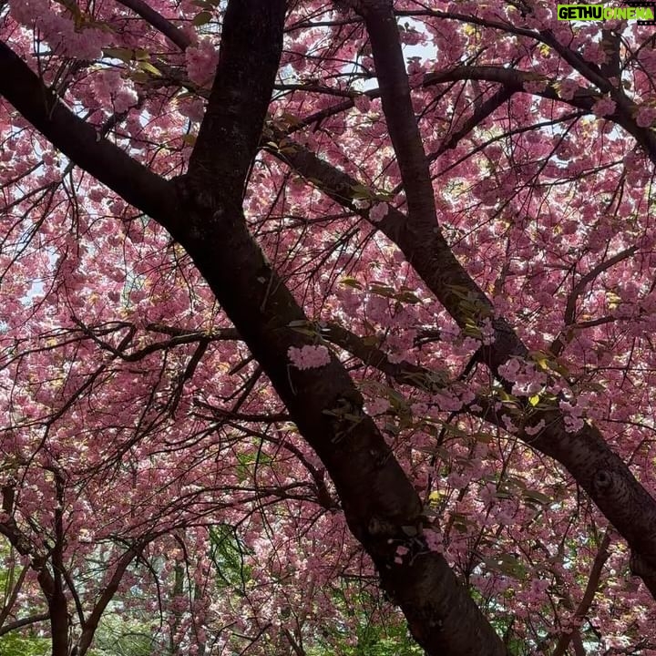 Melissa King - 8.2K Likes - April blooms with Uncle Mel 🌸🌸🌸