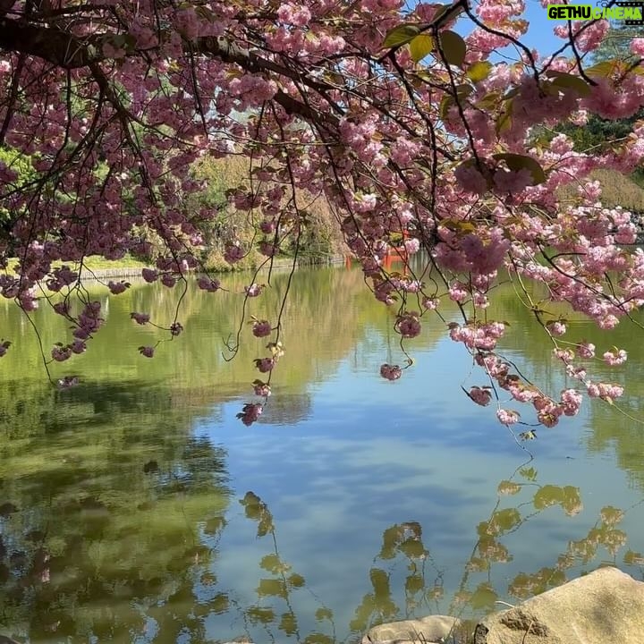 Melissa King - 8.2K Likes - April blooms with Uncle Mel 🌸🌸🌸