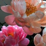 Melissa O'Neil Instagram - . Thank you sun for illuminating these utterly magnificent peonies. Feels like medicine. Giving thanks for the gift of sight.