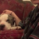 Melissa O'Neil Instagram - Today marks one year since Herc passed. I miss my bubbaloo so much. I wanted to create a little tribute of him on this online time capsule but, honestly, looking at all the pictures and videos of him has me all torn up. I love you, Bubz and I miss you so much. For me - adopting Herc, an older and clearly deeply loved surrendered pitbull was one of the best, hardest, happiest, and heart breaking passages to move through. I wouldn’t trade it for anything. I only wish we could have had more time together. #cancersucks
