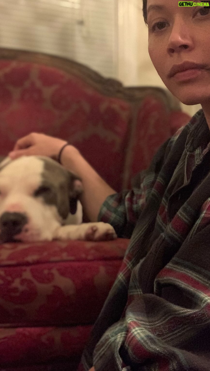 Melissa O'Neil Instagram - Today marks one year since Herc passed. I miss my bubbaloo so much. I wanted to create a little tribute of him on this online time capsule but, honestly, looking at all the pictures and videos of him has me all torn up. I love you, Bubz and I miss you so much. For me - adopting Herc, an older and clearly deeply loved surrendered pitbull was one of the best, hardest, happiest, and heart breaking passages to move through. I wouldn’t trade it for anything. I only wish we could have had more time together. #cancersucks