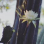 Melissa O'Neil Instagram - 🏵 Summer Solstice 🏵