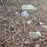 Melissa O’Neil Instagram – Colin and I were cruising through this special area in the San Bernadino National Forest and came across this circle that had a little mound of dirt with pine needles covering it like a seat. Looked like a good spot to tend a fire or, as we discovered, to watch the sun begin its descent. We sat there for a little while listening to the riiiccchh silence. So many special treasures within this semi-secret forest entry. 

Love sharing these special moments with my Bro. 

We went back the next morning with Tater. 

✨🌲🌳🦅✨

Tonight is our season finale of The Rookie!! I’m going to try and dig up some content for you guys. Still resurfacing from a super full week with my family being in town. 

Hope you’re doing well.🏵