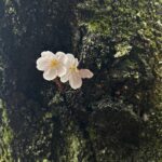 Melissa Villaseñor Instagram - Meliss in Japan part 1. I never felt lonely because the warmth of the peoples energy and nature made me feel calm and enough as i am. 🥹i really loved Japan. This trip changed me for the better. Big thanks to my friends that helped me navigate this tom, yuko, mami, azusa 🌸❤️