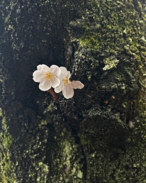 Melissa Villaseñor Instagram - Meliss in Japan part 1.
I never felt lonely because the warmth of the peoples energy and nature made me feel calm and enough as i am. 🥹i really loved Japan. This trip changed me for the better.
Big thanks to my friends that helped me navigate this tom, yuko, mami, azusa 🌸❤️