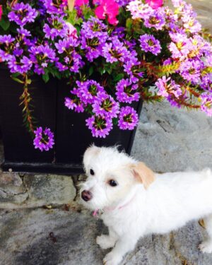 Melody Thomas Scott Instagram - #nationalloveyourpetday As if it’s not Every Day...The love I have for my Reilly knows no bounds.💜💜💜🐶