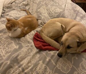 Mercedes Mason Instagram - Dear Yogurt,

You were the bestest boy. My heart is shattered yet again. Another fur baby, gripped by bone cancer, waits for me at rainbow bridge. You were my shadow, my buddy, my crazy fart machine squirrel killer cat molester. I miss you already. I can’t wait to nuzzle that face when we meet again. I love you Yogurt. 

Rest In Peace big boy. Mama loves you always. 💔💔💔

(And yes, that’s a sanitary pad stuck to his backside in the last photo….#kids)