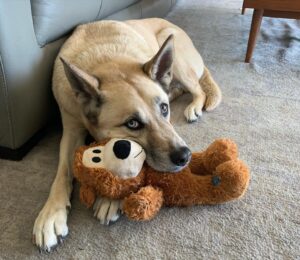 Mercedes Mason Instagram - Dear Yogurt,

You were the bestest boy. My heart is shattered yet again. Another fur baby, gripped by bone cancer, waits for me at rainbow bridge. You were my shadow, my buddy, my crazy fart machine squirrel killer cat molester. I miss you already. I can’t wait to nuzzle that face when we meet again. I love you Yogurt. 

Rest In Peace big boy. Mama loves you always. 💔💔💔

(And yes, that’s a sanitary pad stuck to his backside in the last photo….#kids)