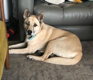 Mercedes Mason Instagram - Dear Yogurt,

You were the bestest boy. My heart is shattered yet again. Another fur baby, gripped by bone cancer, waits for me at rainbow bridge. You were my shadow, my buddy, my crazy fart machine squirrel killer cat molester. I miss you already. I can’t wait to nuzzle that face when we meet again. I love you Yogurt. 

Rest In Peace big boy. Mama loves you always. 💔💔💔

(And yes, that’s a sanitary pad stuck to his backside in the last photo….#kids)