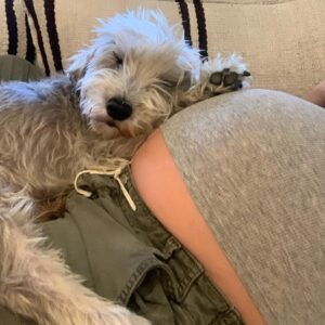 Meredith Hagner Instagram - My darling Bowie, I’ll never stop loving you, and I’ll never stop being grateful for the gift that was growing up with you. As I type this I cry and it all feels weird but the internet can be a cozy place for moments like this right?You were almost 15 and we were two weirdos in love for 12 of them. You were one of a kind, and not everyone’s cup of tea, but the best ones never are. When I rescued you you had bruises on the whites of your eyes, and growled at me but I gave you a sausage and the rest is history. You also made a pact with me then and there to try to protect me from any man who came within 3 feet of me. I tried to convince you this was actually counter to what I wanted but nonetheless you protected. You were cool immediately with wyatt which I think says something?Thank you for teaching me how to be a mother, thank you for being there for me and for being my life partner through the abyss of my 20s. The experiences countless. My protector, my loyal loyal one, my teacher. He passed peacefully in my home, in my arms. I whispered what a good boy he was as he crossed over. You were mine for a little while my love. And what a lucky girl I was.  If you have any memories or pictures of Bowie will you send them? Thank you.