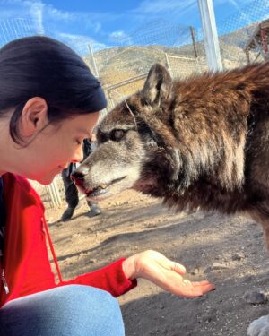 Meredith Salenger Instagram - It’s been a long time since I have bonded with a wolf. What a magical day. What a wonderful time @wolfconnection. You can tell in the 4th photo, that I am crying. I was so moved. This was beyond special.