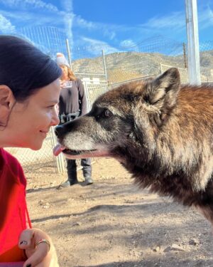 Meredith Salenger Instagram - It’s been a long time since I have bonded with a wolf. What a magical day. What a wonderful time @wolfconnection. You can tell in the 4th photo, that I am crying. I was so moved. This was beyond special.