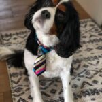 Meredith Eaton Instagram - ❤️Someone👔got🧽groomed…