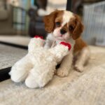 Meredith Eaton Instagram - our newest addition 🐶