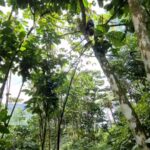 Meriam Bellina Instagram - Kabur ke hutan dulu deh