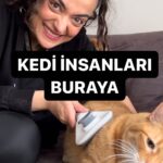 Merve Polat Instagram - KEDİLİ KADIKÖYLÜLERE GÖNDER 🐈‍⬛