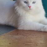 Mey Santamaría Instagram - Soy igualita al guapo de mi padre! @odin_viking_god Tan bella!!!! #amorgatuno #gata #amordelbueno #gatasiberiana #soychilena