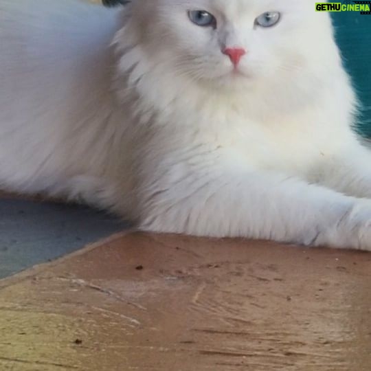 Mey Santamaría Instagram - Soy igualita al guapo de mi padre! @odin_viking_god Tan bella!!!! #amorgatuno #gata #amordelbueno #gatasiberiana #soychilena