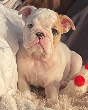 Mia Michaels Instagram - Introducing the newest member of our family… Vivi♥️ Thank you @shrinkabulls  for my forever angel Lily and now Vivi. My heart is full.