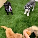 Mia Allan Instagram - The Maharelle Sisters Canine Edition @snl #maharellechallenge