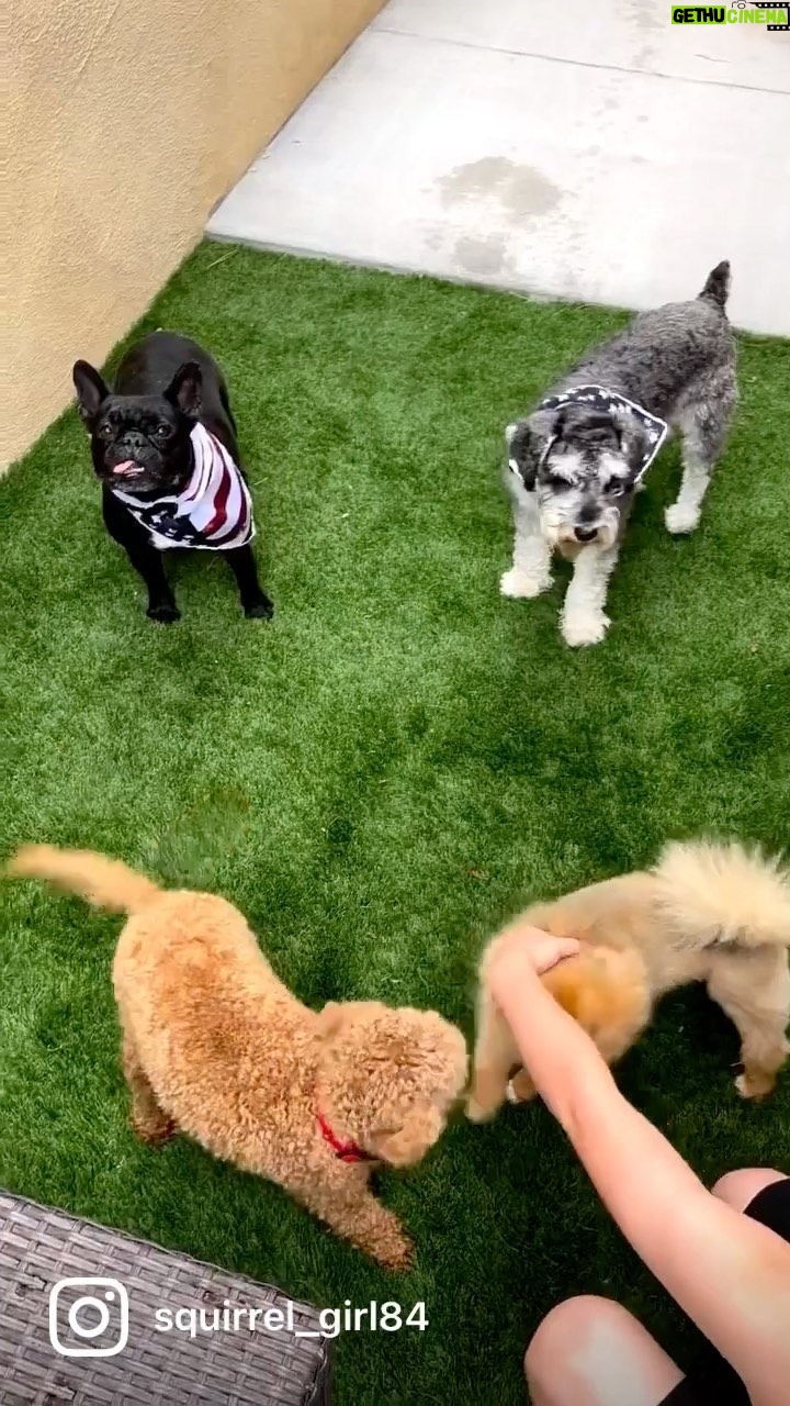 Mia Allan Instagram - The Maharelle Sisters Canine Edition @snl #maharellechallenge
