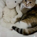 Mia Allan Instagram – Rescued our cat Bebe from a litteral gutter when she was a few weeks old. Shes a teenager now 😬 🤣🤣 @theallantwins @ellaallanofficial @miaallanofficial #cat #cats #catlover #kitty #kitten #kittens #kittycat #kittenlove #teenager #teen #attitude #scratch #suprise #ellaallanedit #miaallanedit #ellaandmia #janethevirgin  #janethevirgincast #singleparents #loudhouse #loudhousefamily #loudhouseedits #twins #twinsoftiktok #love #theallantwins #theallantwinsedit #allantwins  #actor #act @nicktheloudhouse @nickelodeon @tiktok @singleparentstv @cwjanethevirgin @cats_of_instagram