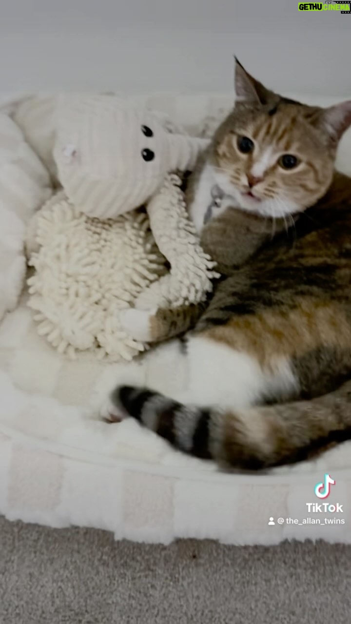 Mia Allan Instagram - Rescued our cat Bebe from a litteral gutter when she was a few weeks old. Shes a teenager now 😬 🤣🤣 @theallantwins @ellaallanofficial @miaallanofficial #cat #cats #catlover #kitty #kitten #kittens #kittycat #kittenlove #teenager #teen #attitude #scratch #suprise #ellaallanedit #miaallanedit #ellaandmia #janethevirgin #janethevirgincast #singleparents #loudhouse #loudhousefamily #loudhouseedits #twins #twinsoftiktok #love #theallantwins #theallantwinsedit #allantwins #actor #act @nicktheloudhouse @nickelodeon @tiktok @singleparentstv @cwjanethevirgin @cats_of_instagram