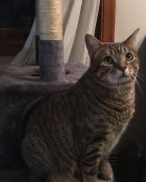 Michael Bruner Instagram - Last but not least is Sasha. She loves eating treats with her favorite being rotisserie chicken, watching birds out the window, and sleeping. She’s super speedy and gives the best chin kisses. She’s proud of Michael and manifesting that dad will avoid the block and win his 4th veto this week😻😻#bb24 #teammichael
