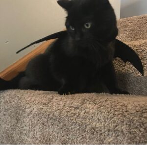 Michael Bruner Instagram - In honor of Michael’s 3 POV wins, I am highlighting 3 of his biggest fans! First up is Lila 🐈‍⬛ She’s a beautiful and grumpy girl who is 12 years-old. She loves to lay on our chest and purr. She is the queen of our house 👑 and is manifesting an HOH win tonight for dad!! #bb24 #teammichael