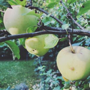 Michaela Badinková Instagram - Plody naší zahrádky💚. Teď budu odšťavňovat do “Aleluja “ Jaké vitamínové bomby si dopřáváte vy kamarádičkové??? ☀️🍇🍎 #vitamins #babileto