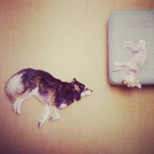 Michaela McManus Instagram - Fifteen years of you sleeping in the crook of my knees every night. I will forever miss you, Sully. Rest easy, little love. The sweetest dog that ever lived. 🤍