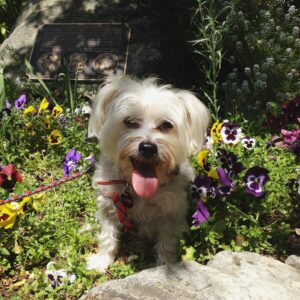 Michaela McManus Instagram - Fifteen years of you sleeping in the crook of my knees every night. I will forever miss you, Sully. Rest easy, little love. The sweetest dog that ever lived. 🤍