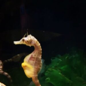 Michaela Conlin Instagram - seahorses amiright?!
