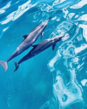 Michele Plaia Instagram - Who remembers Flipper? Well he had a brother 🐬