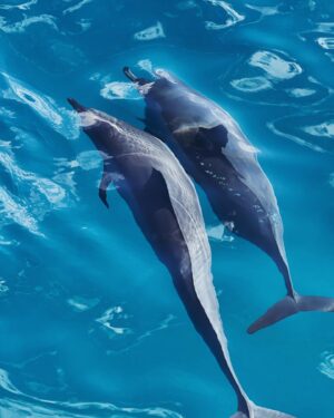 Michele Plaia Instagram - Who remembers Flipper? Well he had a brother 🐬