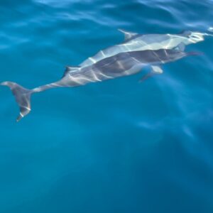 Michele Plaia Instagram - Who remembers Flipper? Well he had a brother 🐬