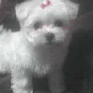 Michelle West Instagram - All dogs go to heaven and I guarantee this one pranced in there and took over the place! 😆 Jk, but not really! Yesterday was hard, harder than I had ever imagined and I DREAD a post like this because my face is blanketed with tears trying to write it but I have to give my girl the respect she deserves because if you knew me or Dean, you LOVED Roxie! My heart breaks to say that, after 17 years, we had to say farewell to her yesterday but it’s also at ease knowing that she went at home in our arms, hearing our voices during her last breath, and that she is no longer in pain and resting easy! A piece of my heart will always be with her and if you knew her/us, you know that! I’ve had her for literally almost half of my life, during a lot of learning years, so she was there for me a lot without even knowing but also knowing! She’s traveled more than some humans. Loved road trips, flights as my “therapy” dog 😂, shopping in Santa Monica on the promenade 😆, beaches, parks, and anywhere I was 😆. She was always one step behind me. She chose Dean 🥰. She laid on my belly anytime she could when I was pregnant with Charli and never left my side when I was sick during it! Then, she surprisingly, kindly, gave up her spot for Charli to sleep there. She even dealt with Charli carrying her non-stop in her final weeks and I thank her for that because it made Charli so dang happy. She had her favorites and she was our fave 😆. The dog with no rules and the one who led the pack! She let you know instantly if she liked you and literally chased down Great Danes at the park because her confidence was the size of one! She was a feisty one but also such a loving one and I’m going to miss that little love so dang much. It’ll take some getting used to, for sure, but I think she’ll send me signs and I’ll see her on the other side one day! RIP Roxie Michelle West, Nugget, Squirt, Little Toot, Little Boo, and the best one of all, Caca 😂. When Charli started to talk that’s how she said Roxie and it just stuck 🥰🥰. I love you, little boo, fly high and rest easy!
