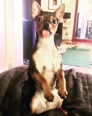 Michelle Borth Instagram - He thinks he’s people.❤️🥰
I can’t tell if he’s listening to me or making fun of me?
#rummierue
#dogsofinstagram #adoptdontshop #doglife #wattsproject